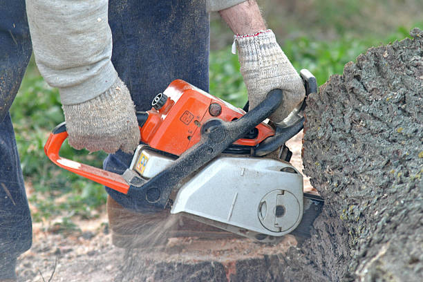 How Our Tree Care Process Works  in  Portland, MI